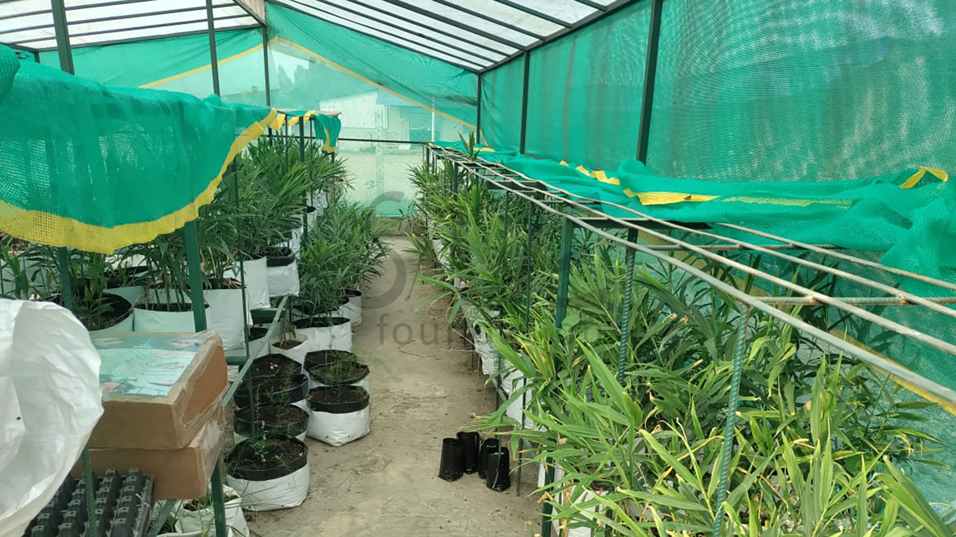 10-Ginger_in-greenhouse