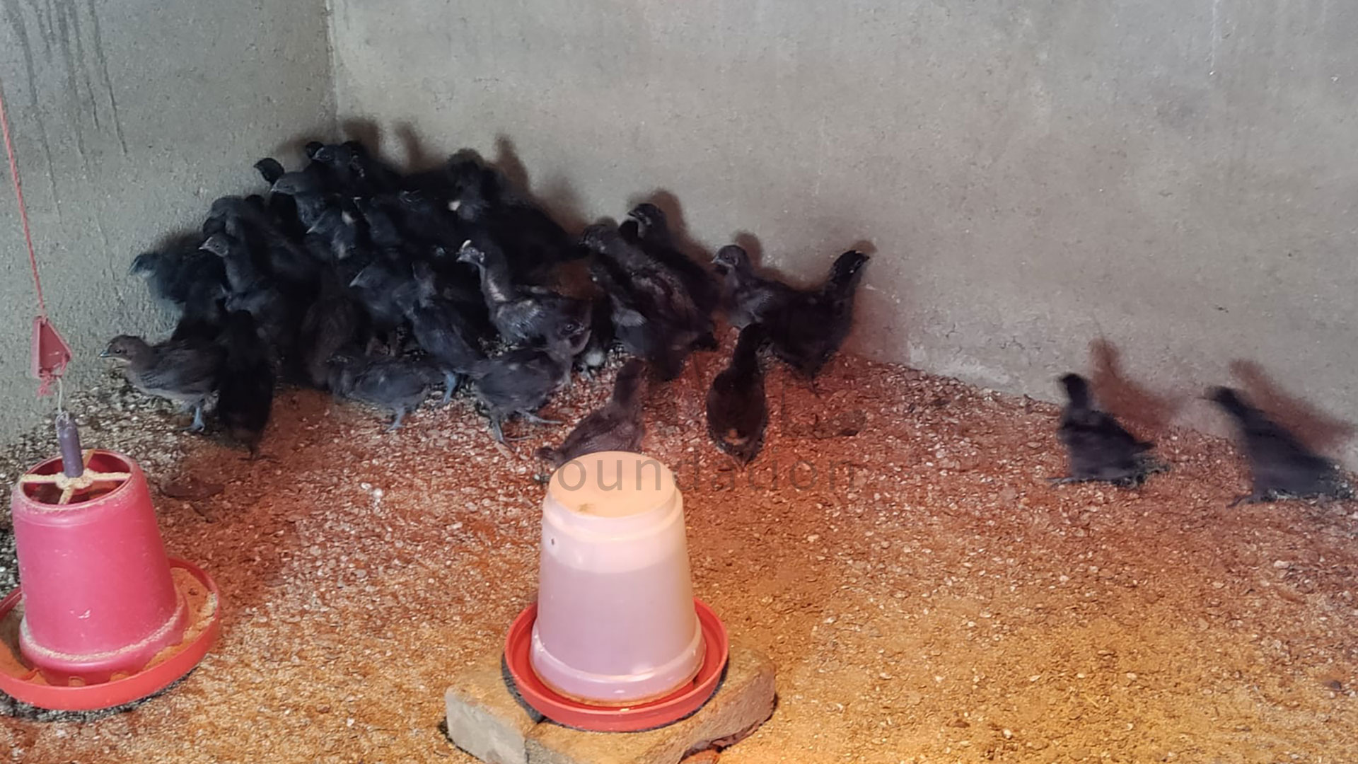 15-Poultry_Kadaknath_chicks