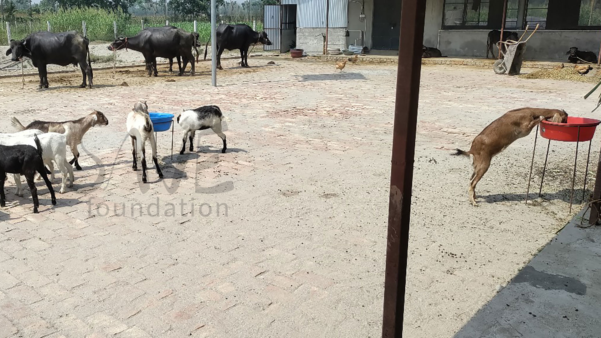 16-Livestock_Goats-5