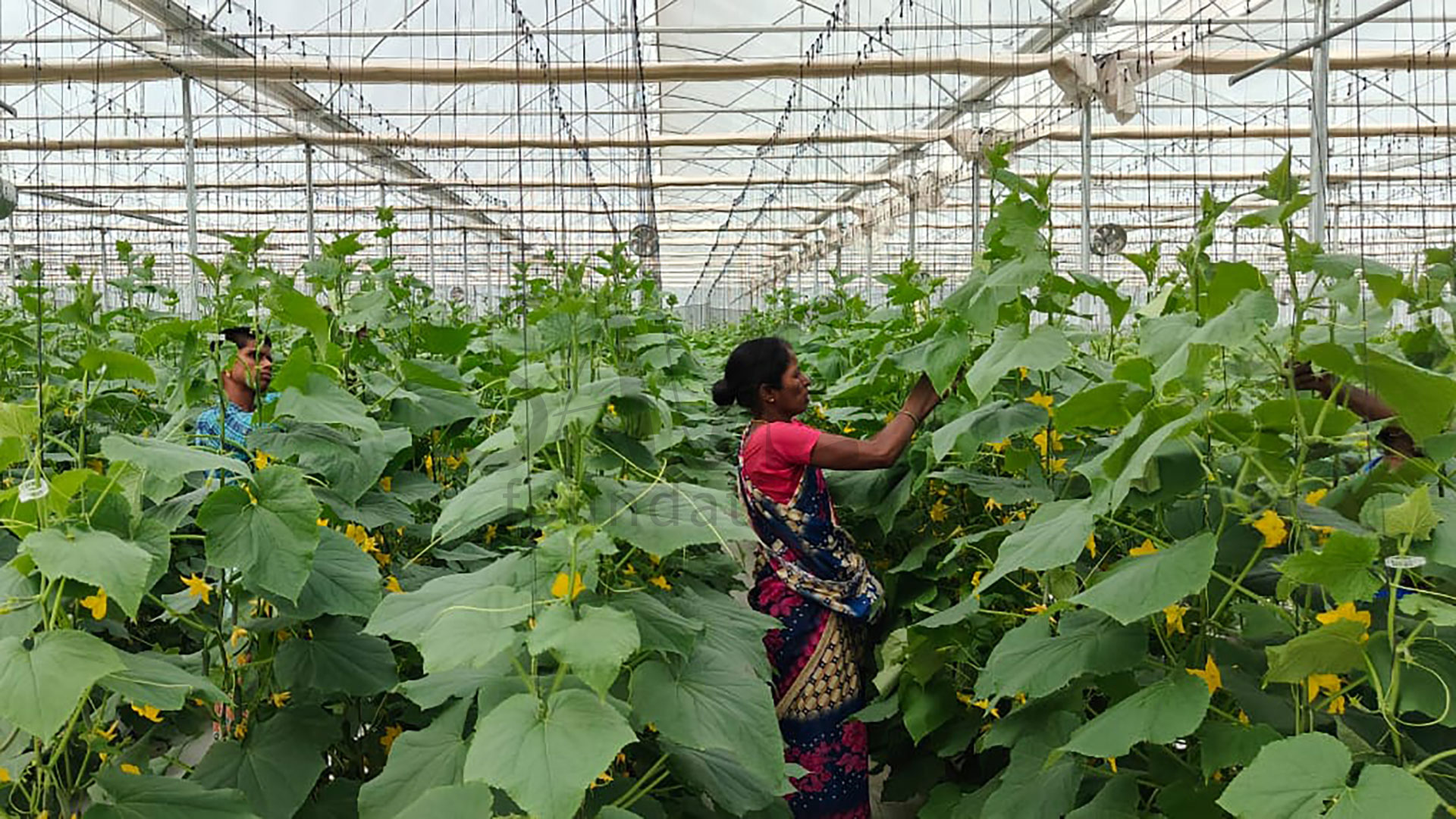 17-Harvest_Twining-1