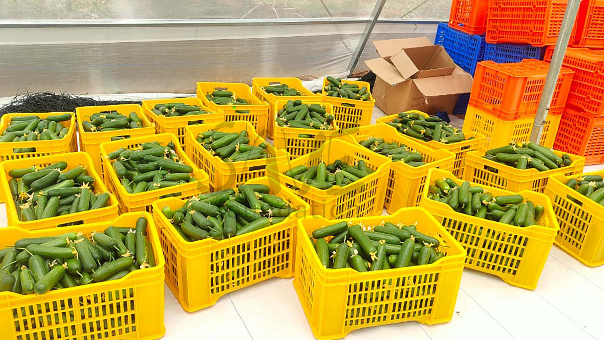 19-Harvest-cucumbers-1