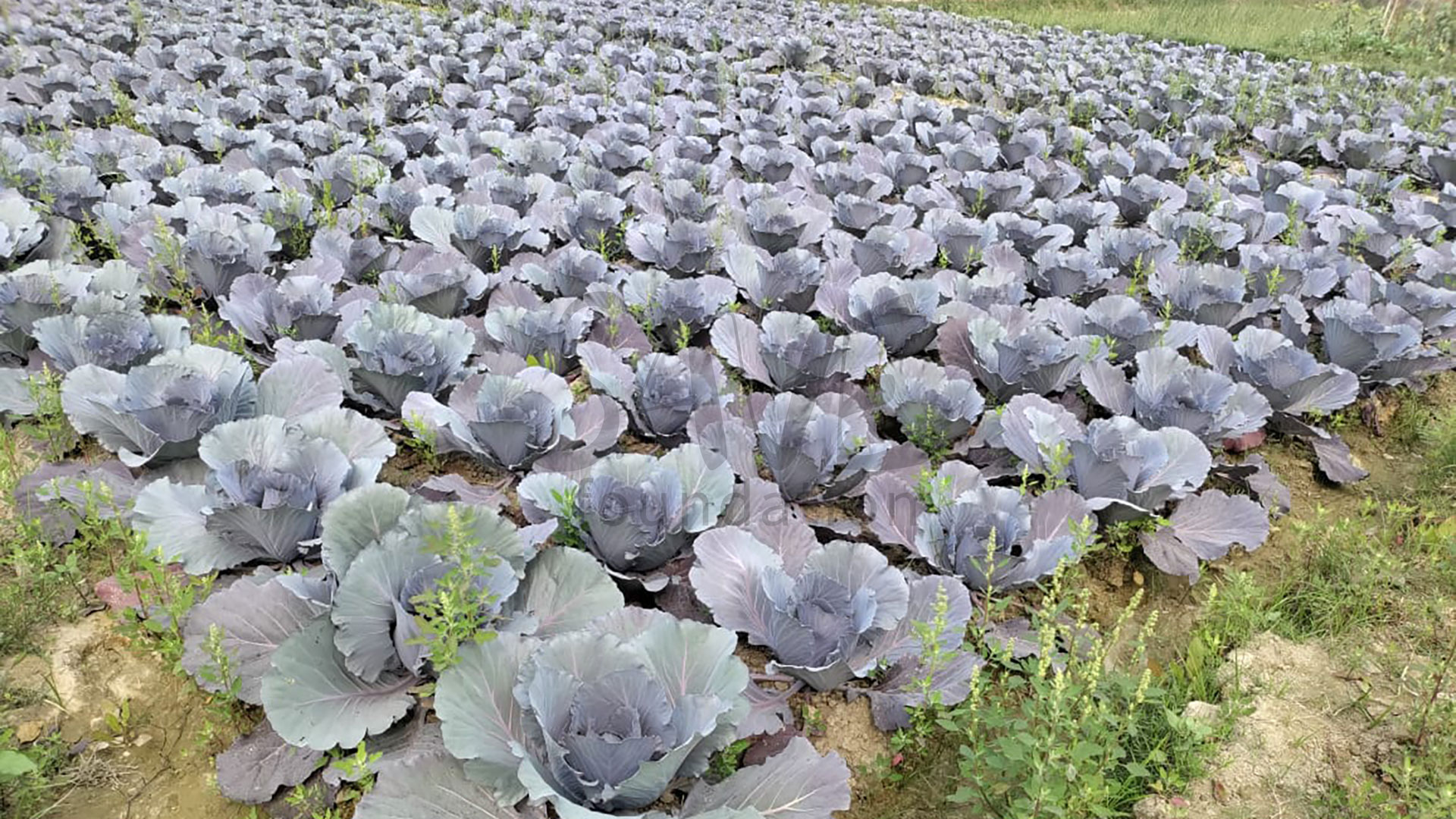 9-Red-Cabbage-2